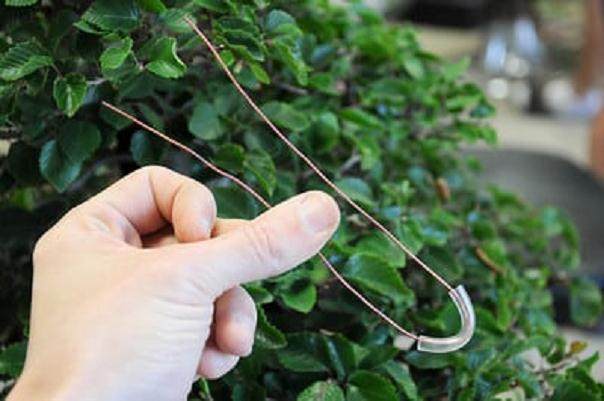 图解 夏天韩国鹅耳枥盆景怎么修剪的方法