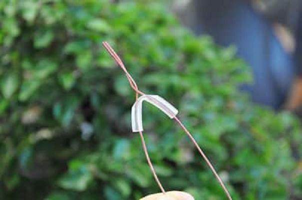 图解 夏天韩国鹅耳枥盆景怎么修剪的方法