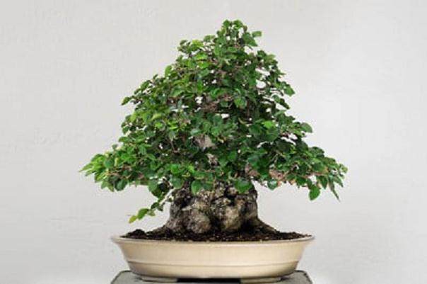 图解 夏天韩国鹅耳枥盆景怎么修剪的方法