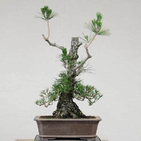 夏天对日本黑松盆景的修剪 图片