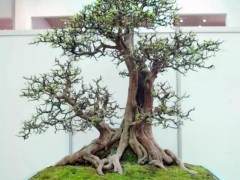 盆景趣事丨巧作盆景对联