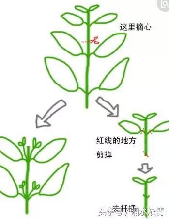 盆景制作技术：修剪技艺详解