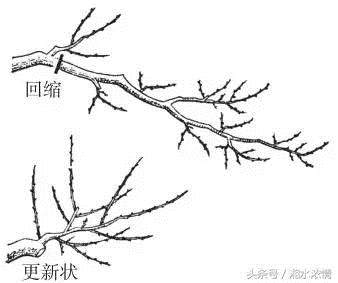 老桩盆景制作技术 修剪技艺详解 图片