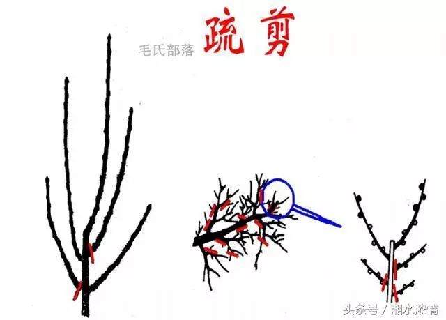 老桩盆景制作技术 修剪技艺详解 图片