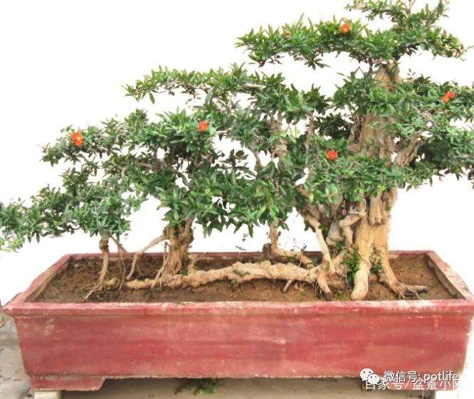 制作石榴盆景的4个技巧