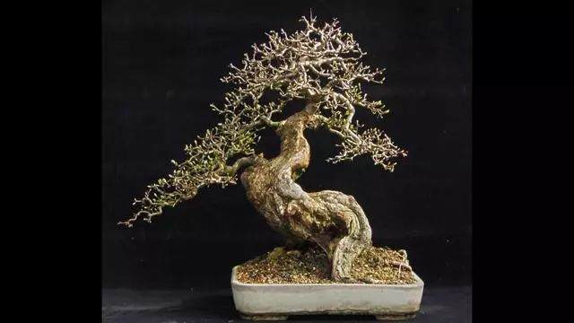 树桩盆景什么土壤是最好选择！