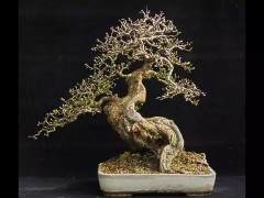 树桩盆景什么土壤是最好选择 图片