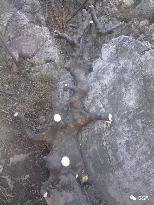将榆树下山桩制作成盆景的过程