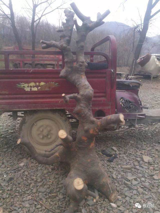 将榆树下山桩制作成盆景的过程