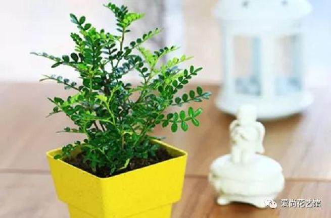 清香木盆景修剪方法和注意事项