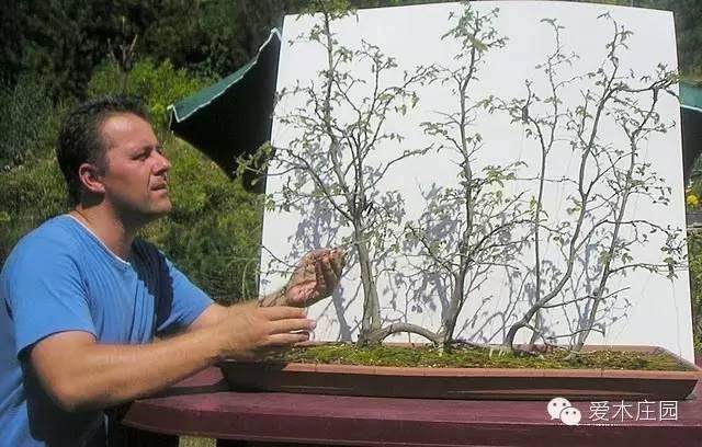 图解 如何将鹅耳枥制作成丛林盆景