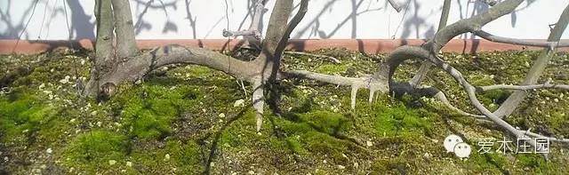 图解 如何将鹅耳枥制作成丛林盆景