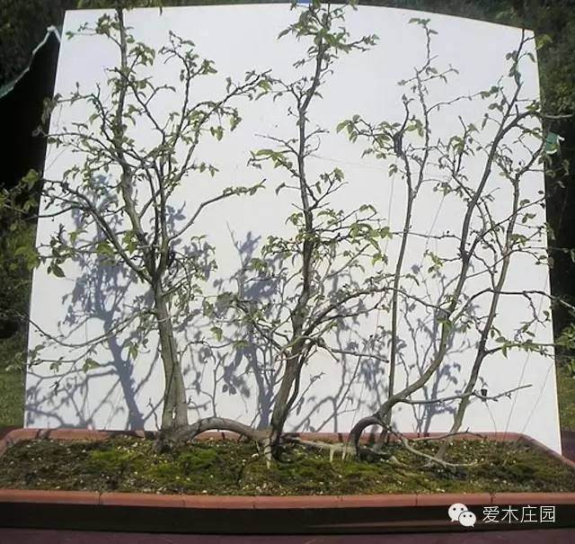 图解 如何将鹅耳枥制作成丛林盆景