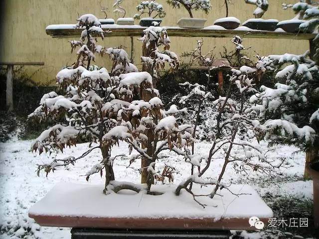 图解 如何将鹅耳枥制作成丛林盆景