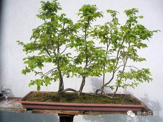 图解 如何将鹅耳枥制作成丛林盆景