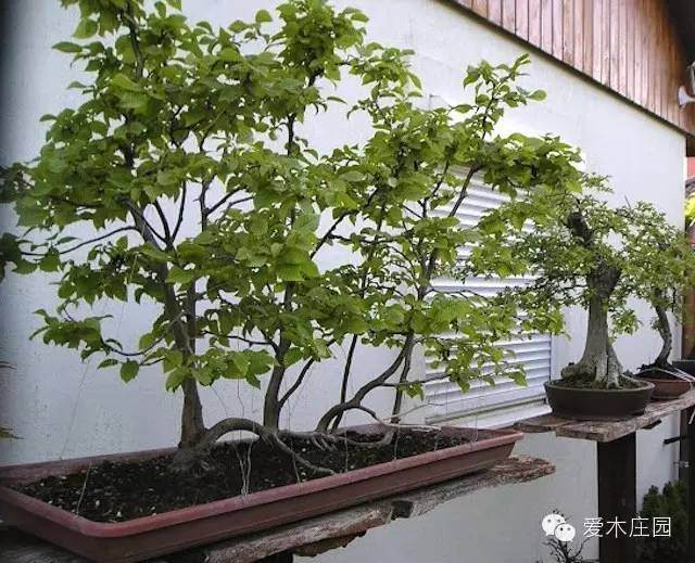 图解 如何将鹅耳枥制作成丛林盆景