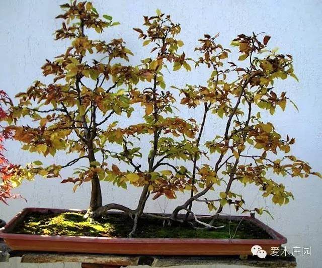 图解 如何将鹅耳枥制作成丛林盆景