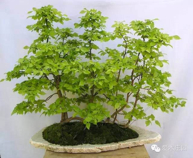 图解 如何将鹅耳枥制作成丛林盆景