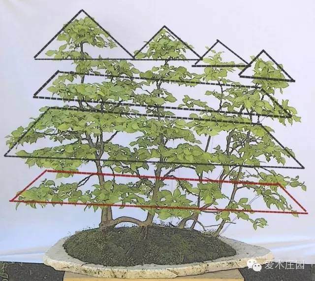 图解 如何将鹅耳枥制作成丛林盆景
