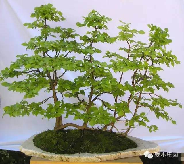 图解 如何将鹅耳枥制作成丛林盆景