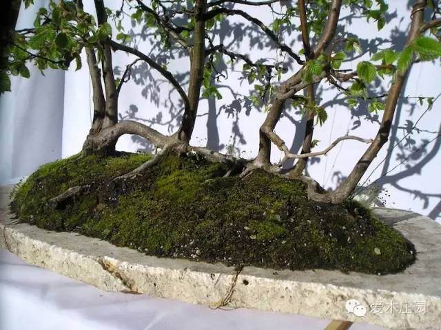 图解 如何将鹅耳枥制作成丛林盆景