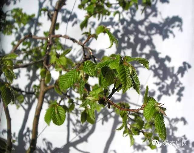 图解 如何将鹅耳枥制作成丛林盆景