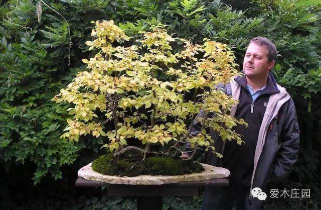 图解 如何将鹅耳枥制作成丛林盆景