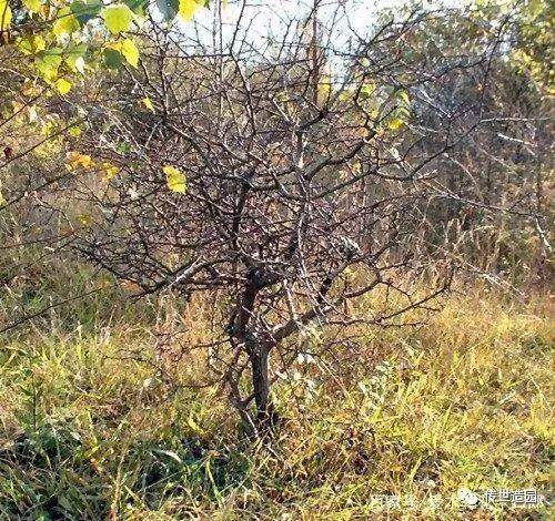 图解 山楂盆景16年来制作发芽的历程