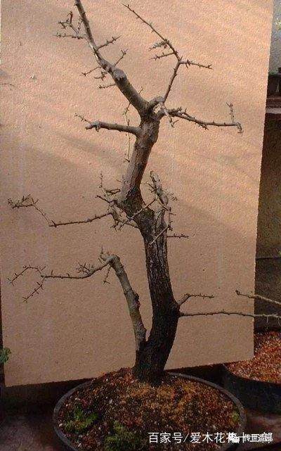 图解 山楂盆景16年来制作发芽的历程