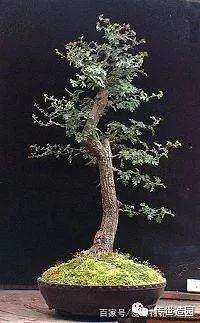 图解 山楂盆景16年来制作发芽的历程