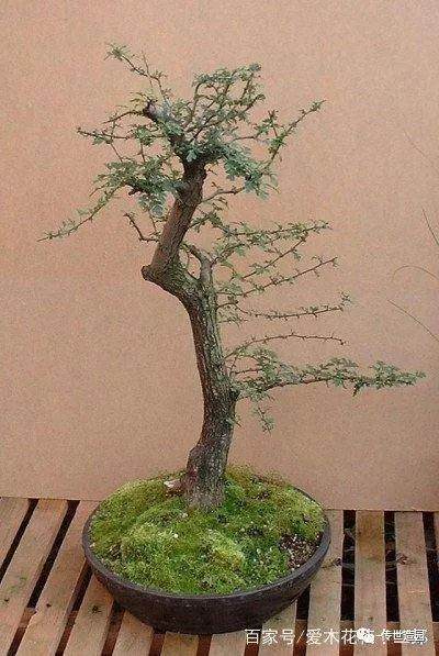 图解 山楂盆景16年来制作发芽的历程