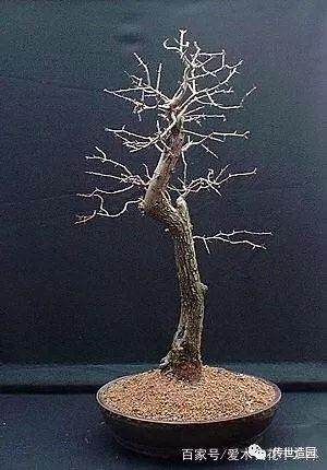 图解 山楂盆景16年来制作发芽的历程