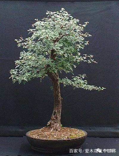 图解 山楂盆景16年来制作发芽的历程