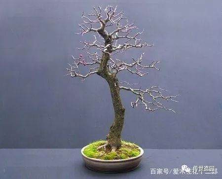 图解 山楂盆景16年来制作发芽的历程