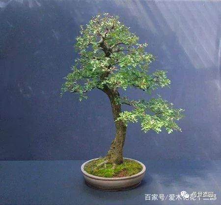 图解 山楂盆景16年来制作发芽的历程