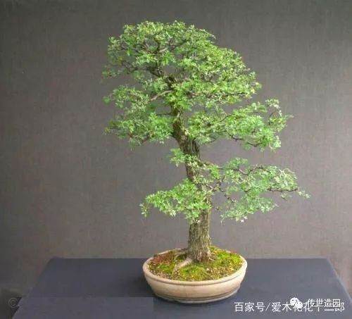 图解 山楂盆景16年来制作发芽的历程