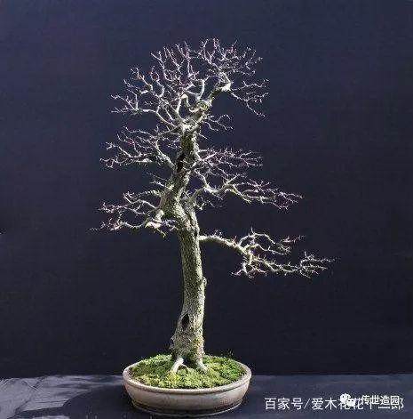 图解 山楂盆景16年来制作发芽的历程