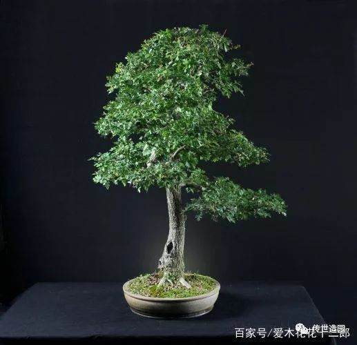 图解 山楂盆景16年来制作发芽的历程