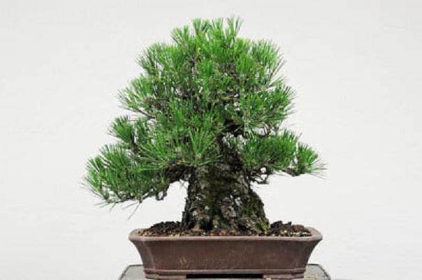 图解如何修剪日本黑松盆景？