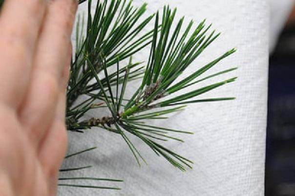 图解 如何修剪日本黑松盆景的方法