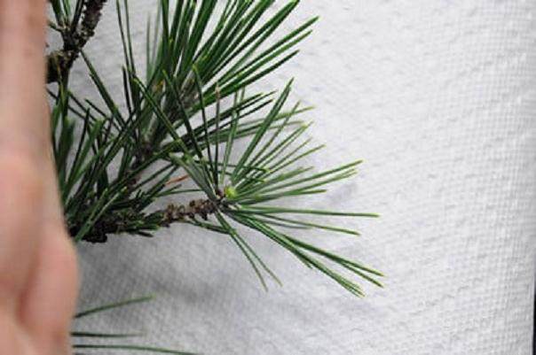 图解 如何修剪日本黑松盆景的方法