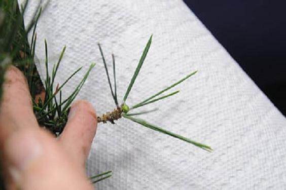 图解 如何修剪日本黑松盆景的方法