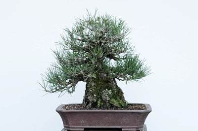 图解 如何修剪日本黑松盆景的方法