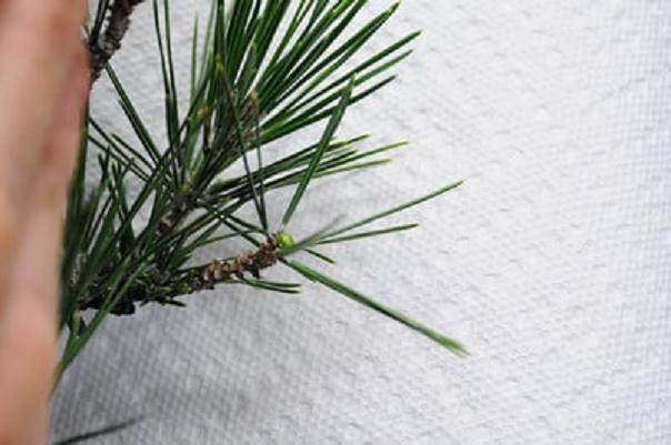 图解 如何修剪日本黑松盆景的方法