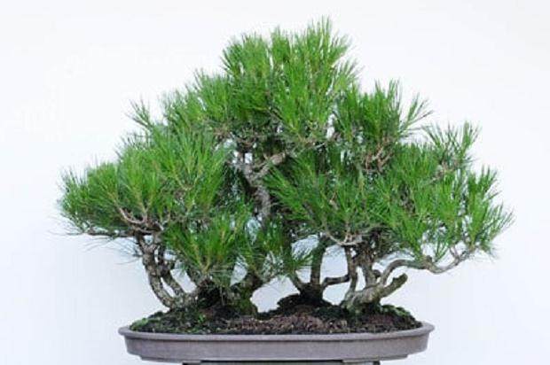 红松林盆景的修剪前后对比 图片