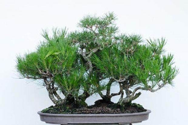 红松林盆景的修剪前后对比 图片