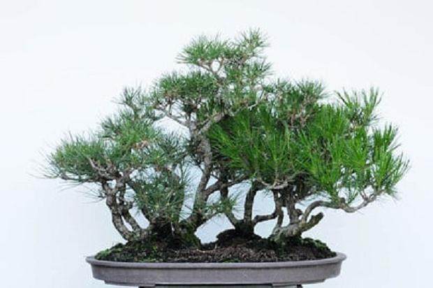 红松林盆景的修剪前后对比 图片