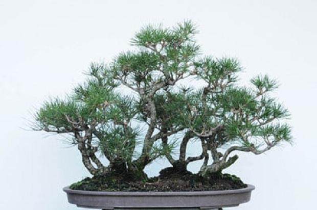 红松林盆景的修剪前后对比 图片