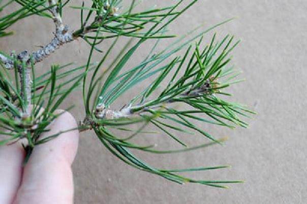 红松林盆景的修剪前后对比 图片