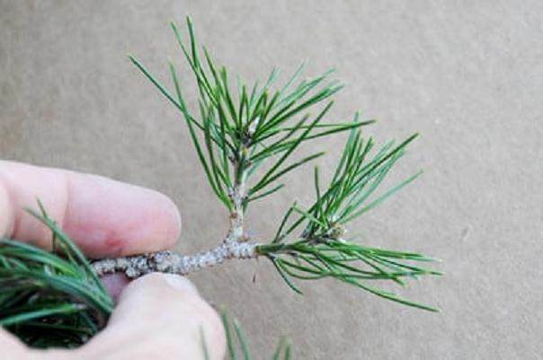 红松林盆景的修剪前后对比 图片